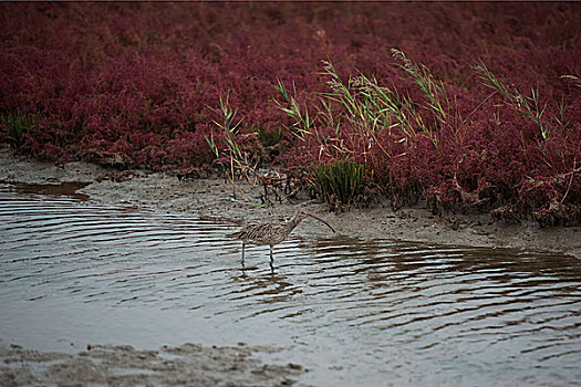 北戴河湿地鸟儿伴秋来