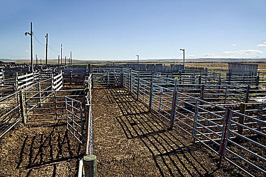 牛,畜栏,户外,拍卖,市场