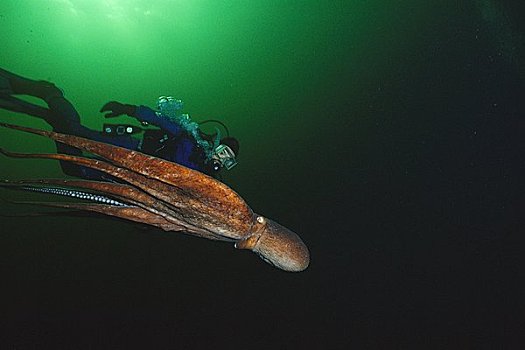 潜水,巨型太平洋章鱼,海峡,乔治亚,不列颠哥伦比亚省,加拿大
