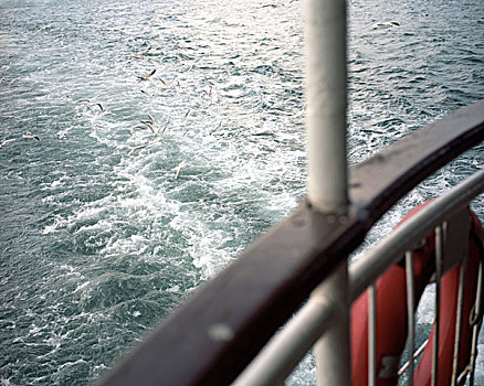 海鸥,旁侧,渡轮,博斯普鲁斯海峡