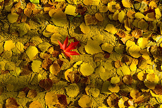 秋天树林地面黄色落叶,红色枫叶,光影