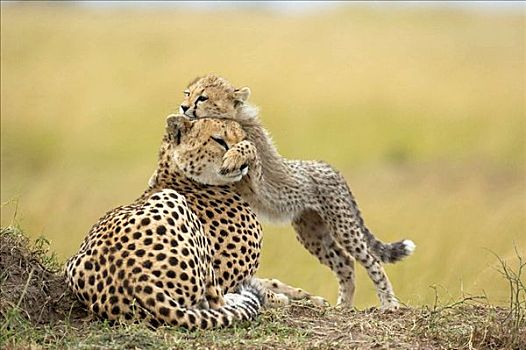 印度豹,幼兽,白蚁窝,雨,马赛马拉,保存,肯尼亚