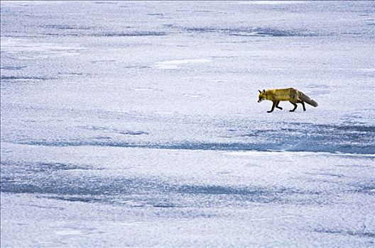 北极狐,冰冻,表面