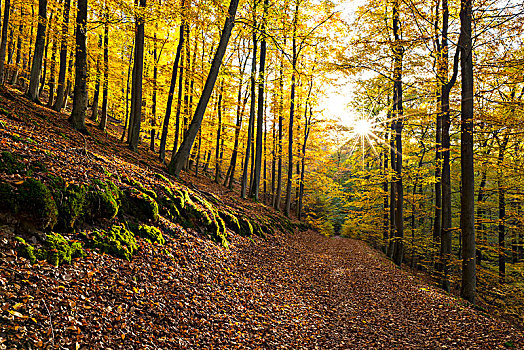 秋天,国家公园,黑森州,德国,欧洲