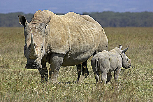 白犀牛,幼兽,纳库鲁,公园,肯尼亚
