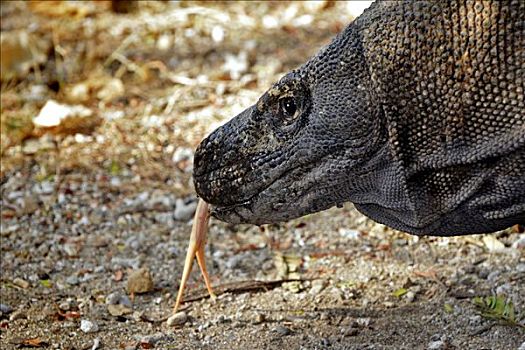 头部,舌头,科摩多巨蜥,科摩多龙,科莫多国家公园,世界遗产,科莫多,印度尼西亚,亚洲