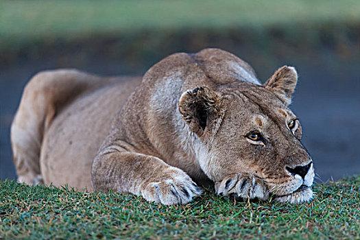 雌狮,早,早晨,塞伦盖蒂,坦桑尼亚