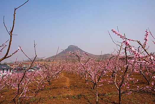 山东蒙阴桃花