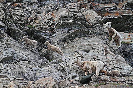 大角羊,母羊,羊羔,攀登,冰川国家公园,蒙大拿