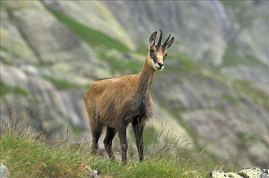岩羚羊,臆羚,伯恩,瑞士