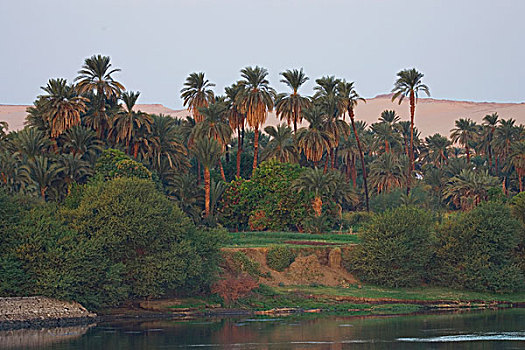 巡航,尼罗河,河,背景,海岸线,沙漠,后面,棕榈树,埃及