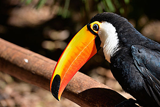 巨嘴鸟,伊瓜苏,巴西,南美