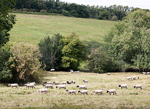 绵羊,英国,草地,一个,方向