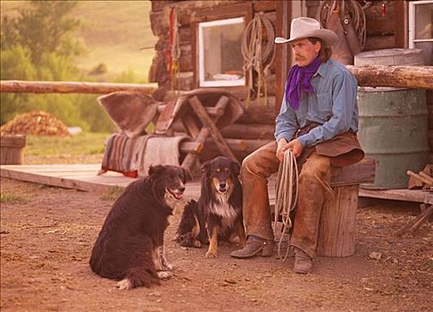 牛仔,狗,道格拉斯湖牧场,不列颠哥伦比亚省,加拿大