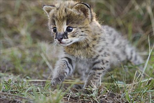 薮猫,小猫,两个,一半,星期,老,孤儿,肯尼亚