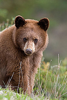 黑熊,美洲黑熊,一岁,幼兽,西部,艾伯塔省,加拿大
