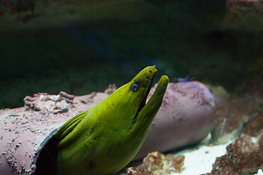 绿色,海鳝