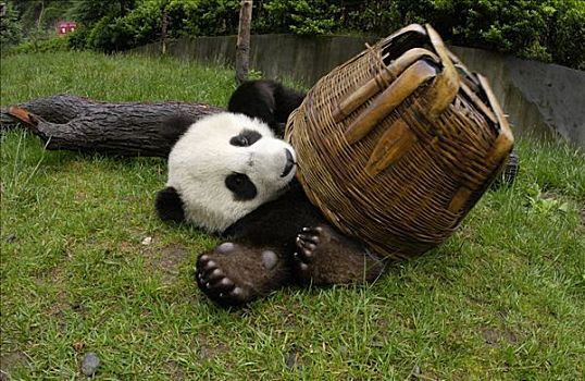 大熊猫,幼兽,熊猫,玩,篮子,中国,研究中心,卧龙自然保护区