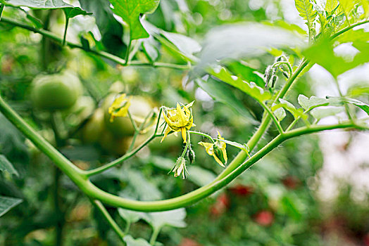 西红柿,蔬菜,水果,西红柿花