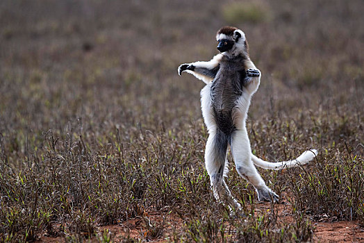 跳舞,维氏冕狐猴,自然保护区,区域,马达加斯加,非洲