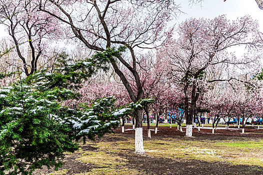 四月飞雪,中国长春城区鲜花与雪花争艳