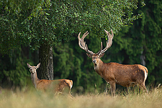 雄性,雌性,赤鹿,鹿属,鹿,德国