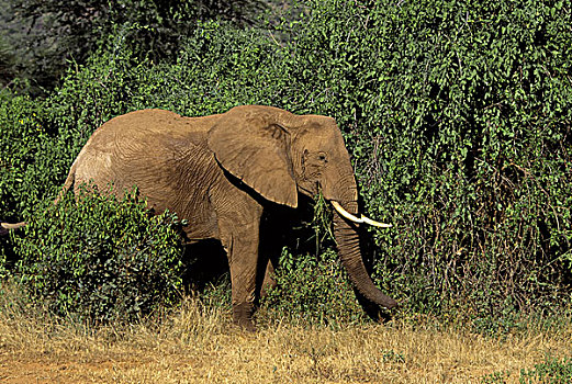 肯尼亚,大象,非洲象,大草原