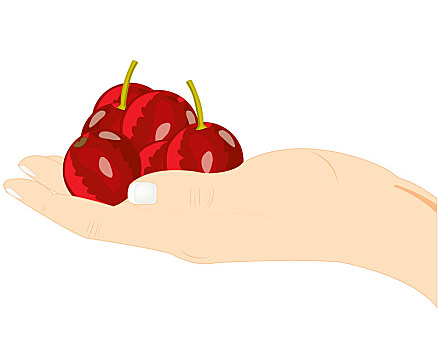 浆果,樱桃,手掌