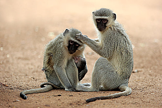 长尾黑颚猴,成年,女性,幼兽,虱子,交际,行为,外套,克鲁格国家公园,南非,非洲
