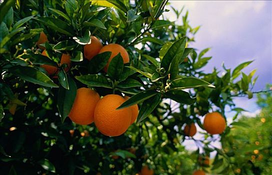 橘林,阿尔加维,葡萄牙