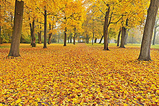 公园,秋天,枫树,阿沙芬堡,巴伐利亚,德国