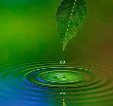 水滴,叶子,波纹,表面,反射,绿色,丛林,气氛