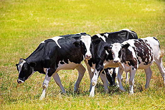 米诺卡岛,黑白花奶牛,牛,放牧,绿色,草地,巴利阿里群岛,西班牙