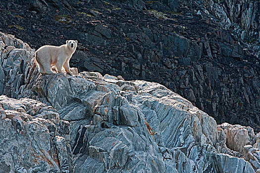 北极熊,沿岸,悬崖,湾,拉布拉多犬,纽芬兰,加拿大