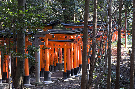 日本,京都,神祠,神社,大门,供品,树林