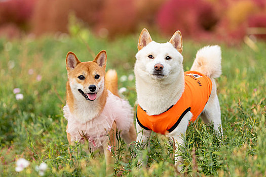 柴犬内外景拍摄