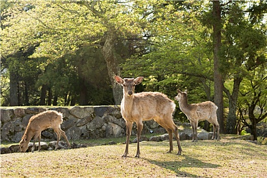 奈良,鹿