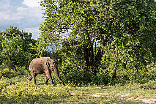 印度象,斯里兰卡,大象,国家公园,亚洲