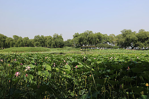 北京皇家园林颐和园耕织图景区荷花池