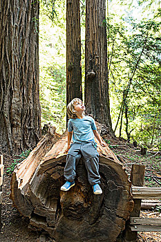 男孩,坐在树上,树干,加利福尼亚,美国