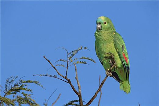 鹦鹉,树梢,栖息地,国家公园,巴西