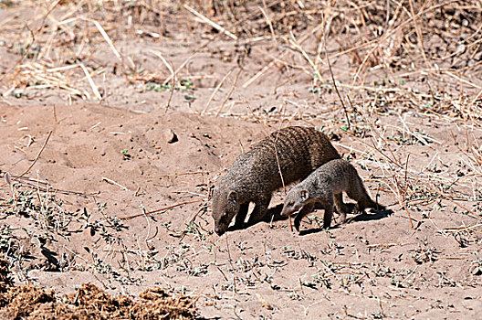 猫鼬,乔贝国家公园,博茨瓦纳