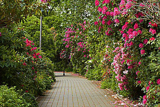 植物园,皇后区,公园,南部地区,南岛,新西兰