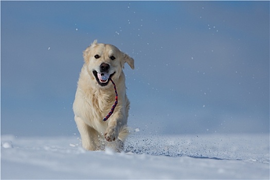 金毛猎犬,雪