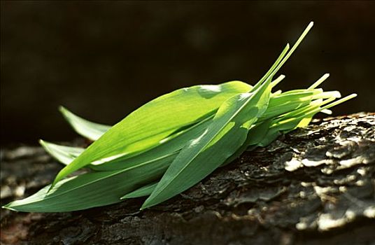 新鲜,熊葱,野蒜