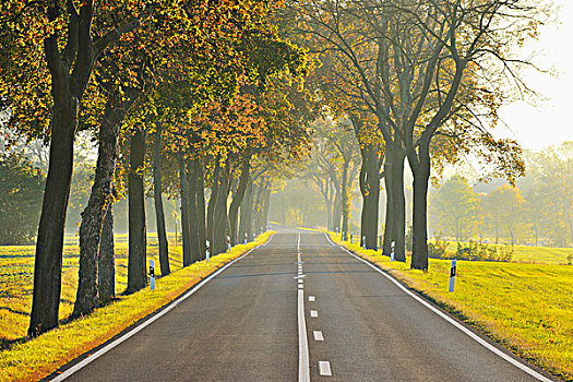 树林,道路,晨雾,图林根州,德国