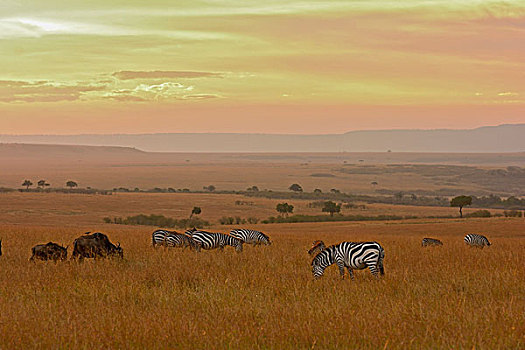 普通,斑马,马,蓝色,角马,草地,马赛马拉国家保护区,肯尼亚,非洲