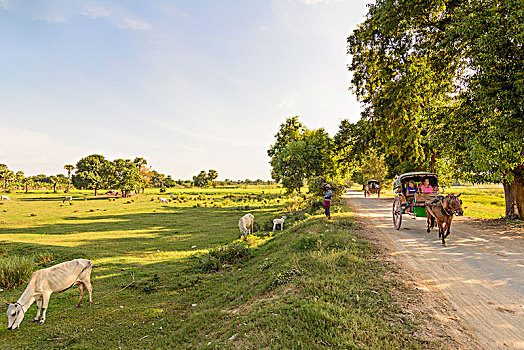 马车,旅游,佛塔,曼德勒,区域,缅甸