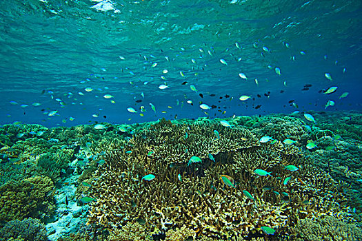 雀鲷,质朴,深潜,海洋,保存,南,苏拉威西岛,印度尼西亚,亚洲