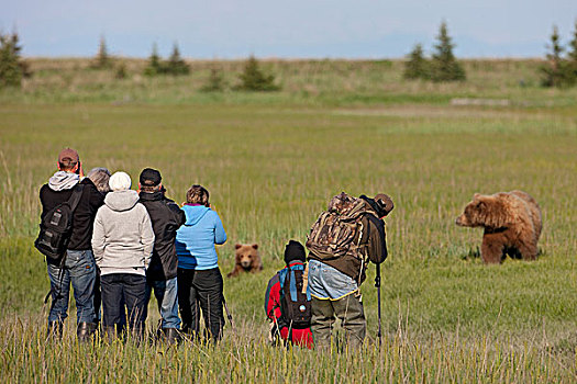 大灰熊,棕熊,旅游,克拉克湖,国家公园,阿拉斯加